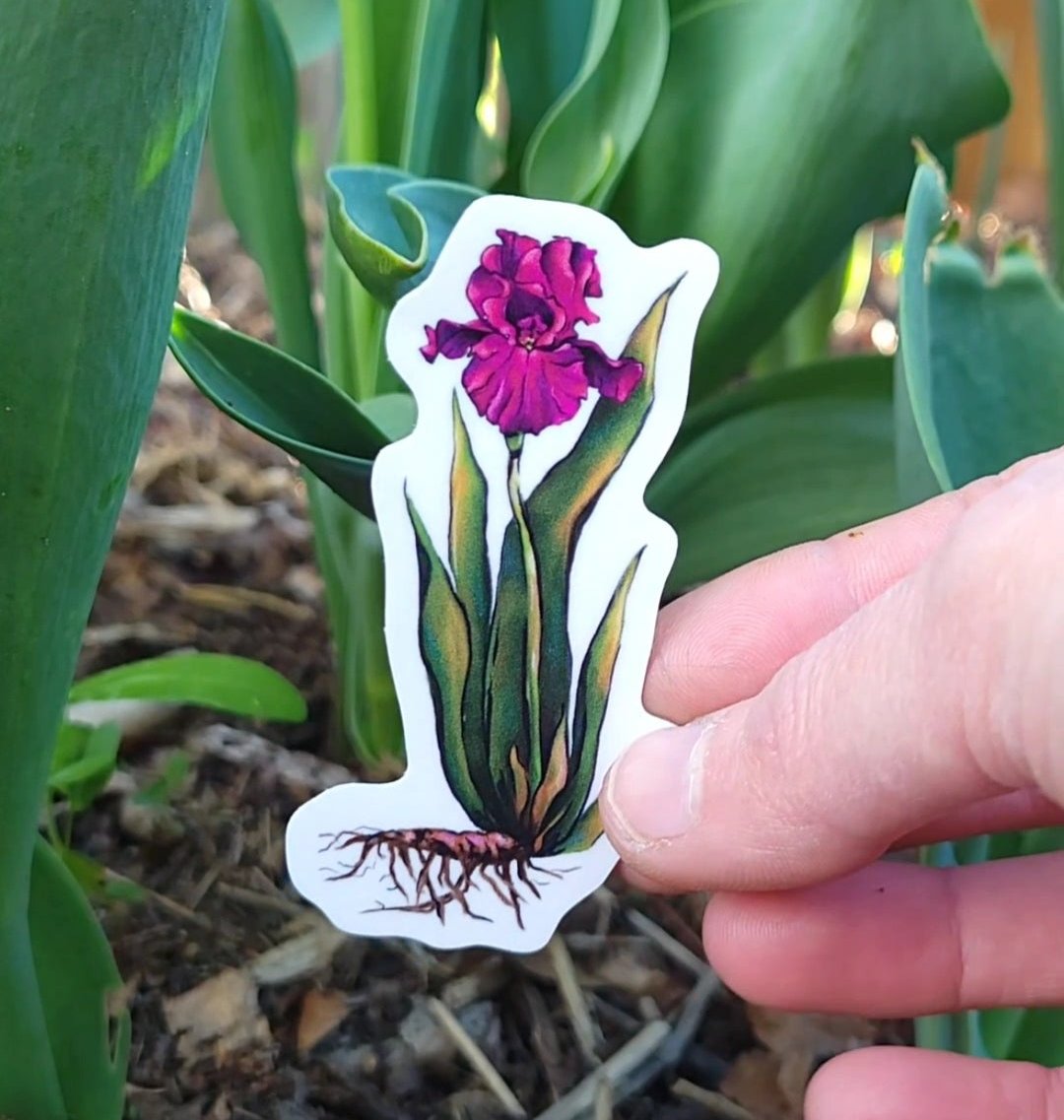 Pretty Bearded Lady Sticker