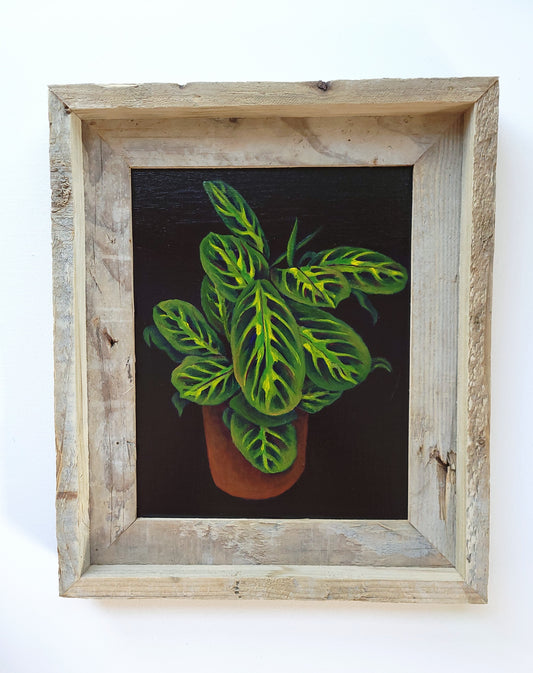 8x10 Framed Prayer Plant