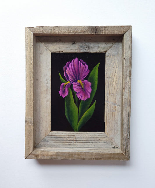 5x7 Framed Bearded Iris