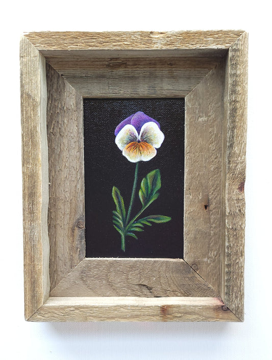 4x6 Framed Mini Johnny Jump Up