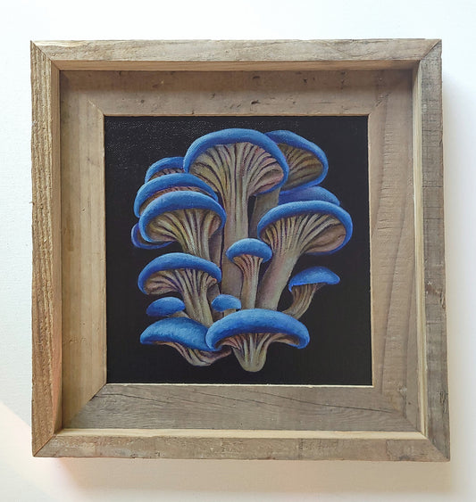 8x8 Blue Oyster Mushrooms