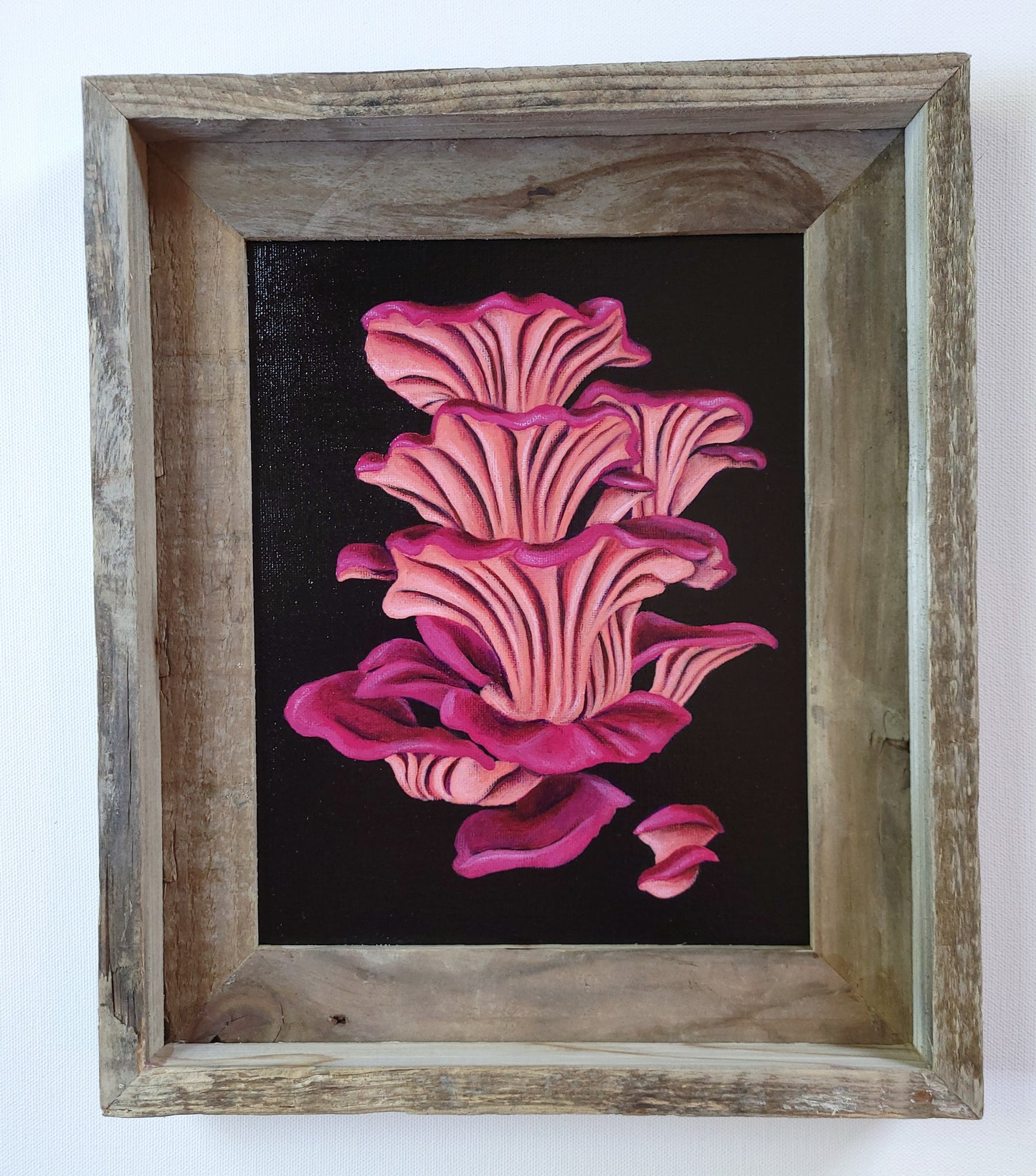 8x10 Pink Oyster Mushrooms