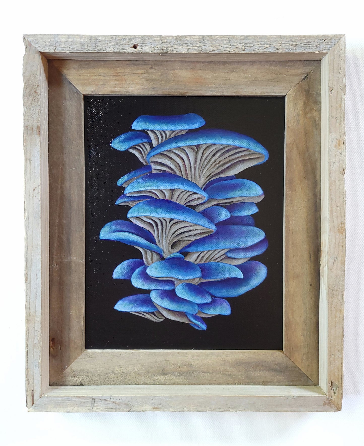 8x10 Blue Oyster Mushrooms