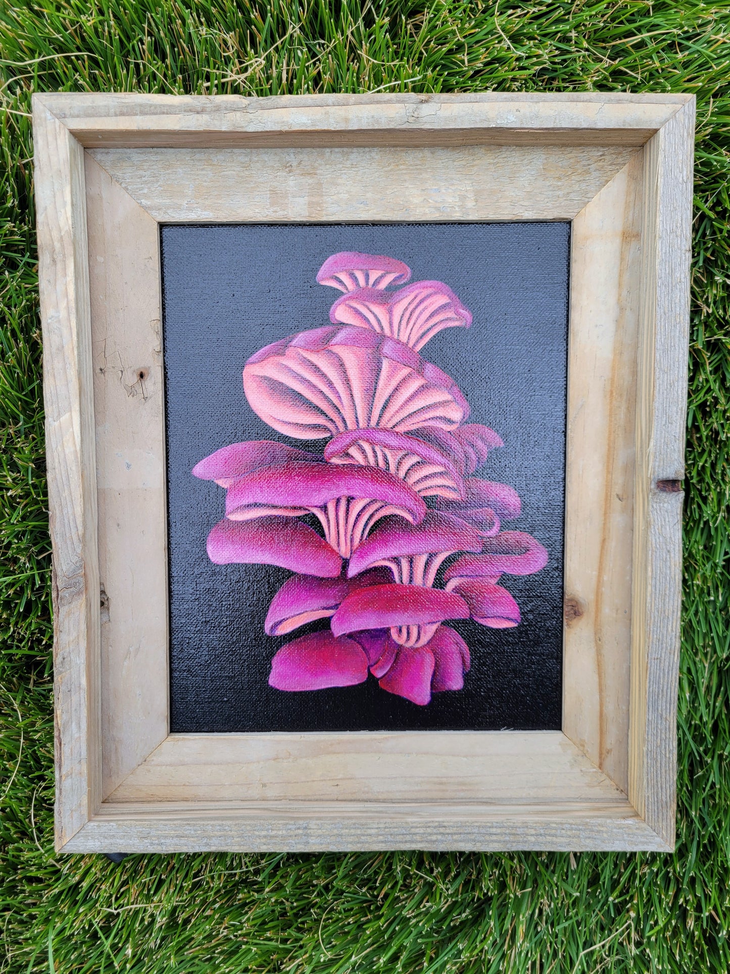 8x10 Pink Oyster Mushrooms II