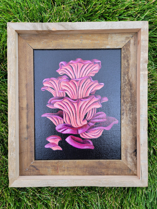8x10 Pink Oyster Mushrooms III