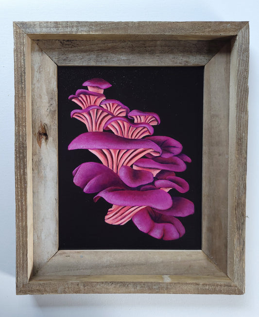 8x10 Pink Oyster Mushrooms IV