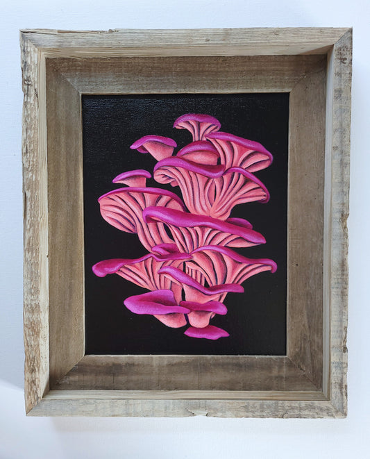 8x10 Pink Oyster Mushrooms V