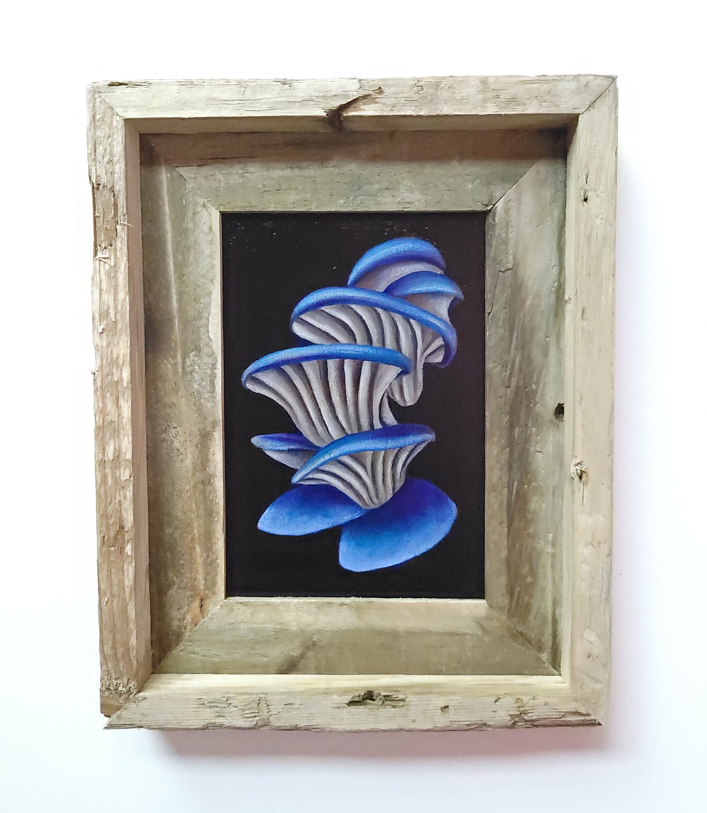 5x7 Framed Blue Oyster V