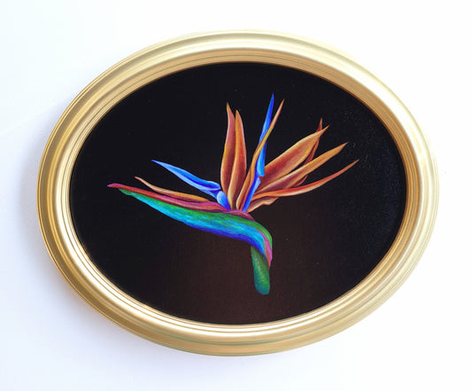 11x14 Framed Bird of Paradise I