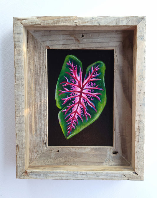5x7 Framed Caladium Leaf