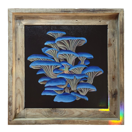 12x12 Blue Oyster Mushrooms