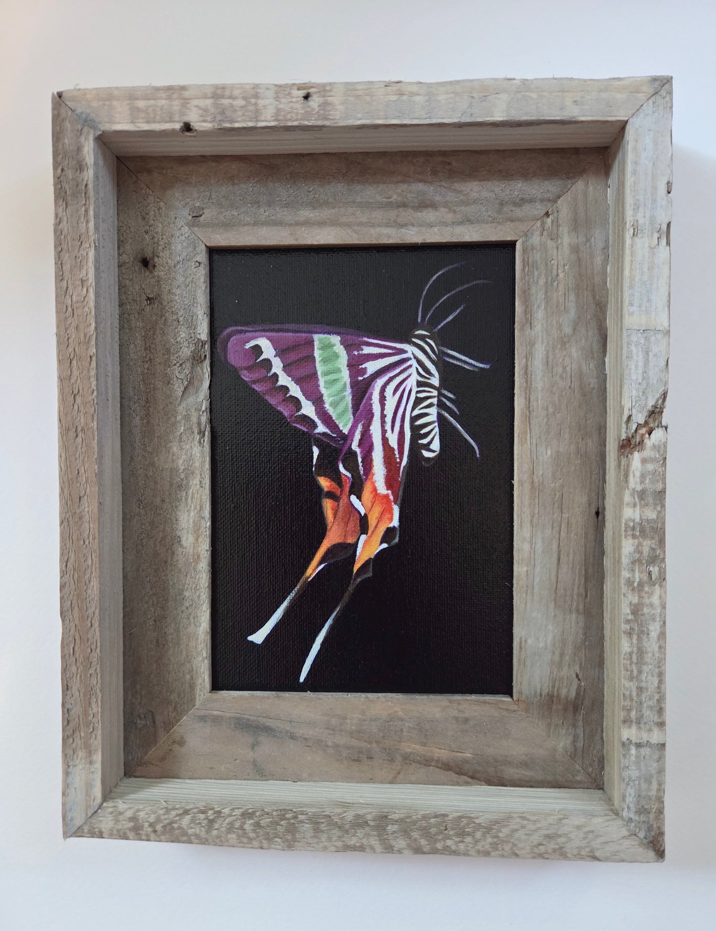 5x7 Framed Moth
