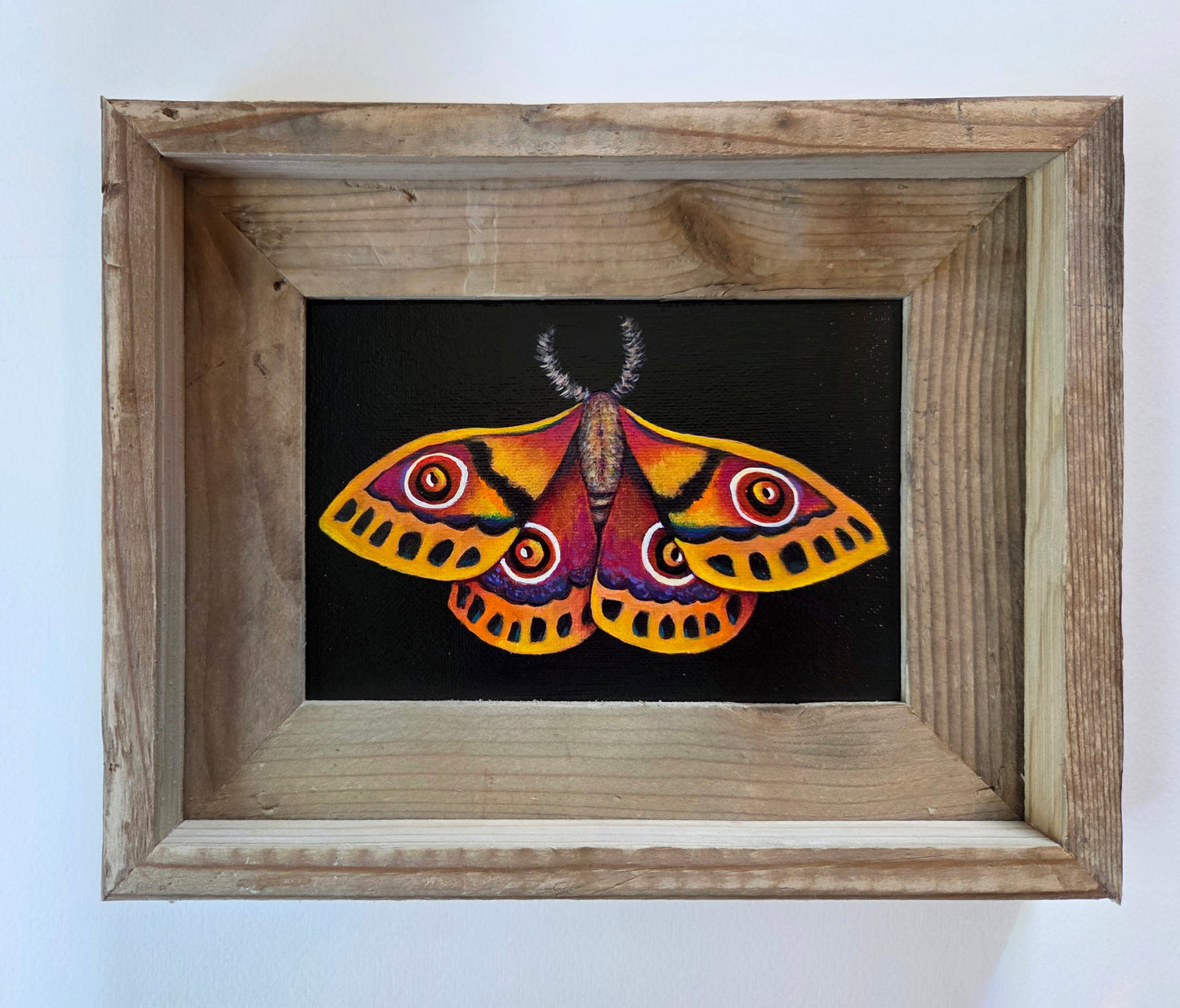 5x7 Framed Moth III
