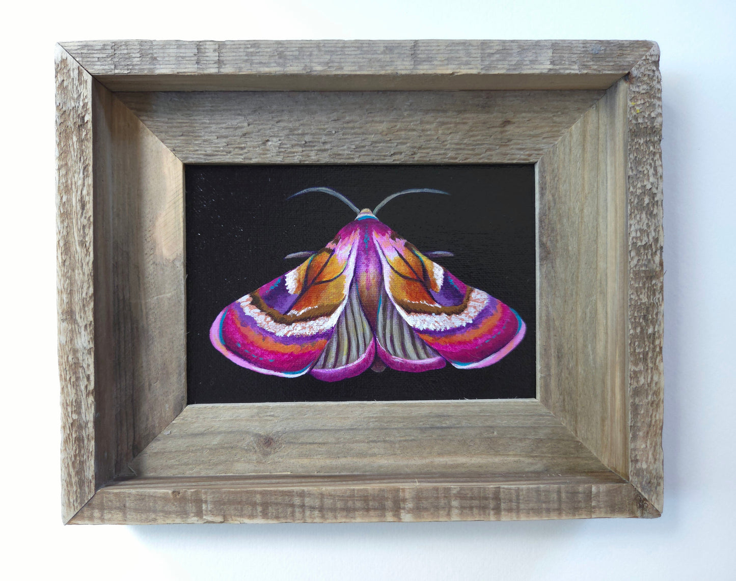 5x7 Framed Moth II