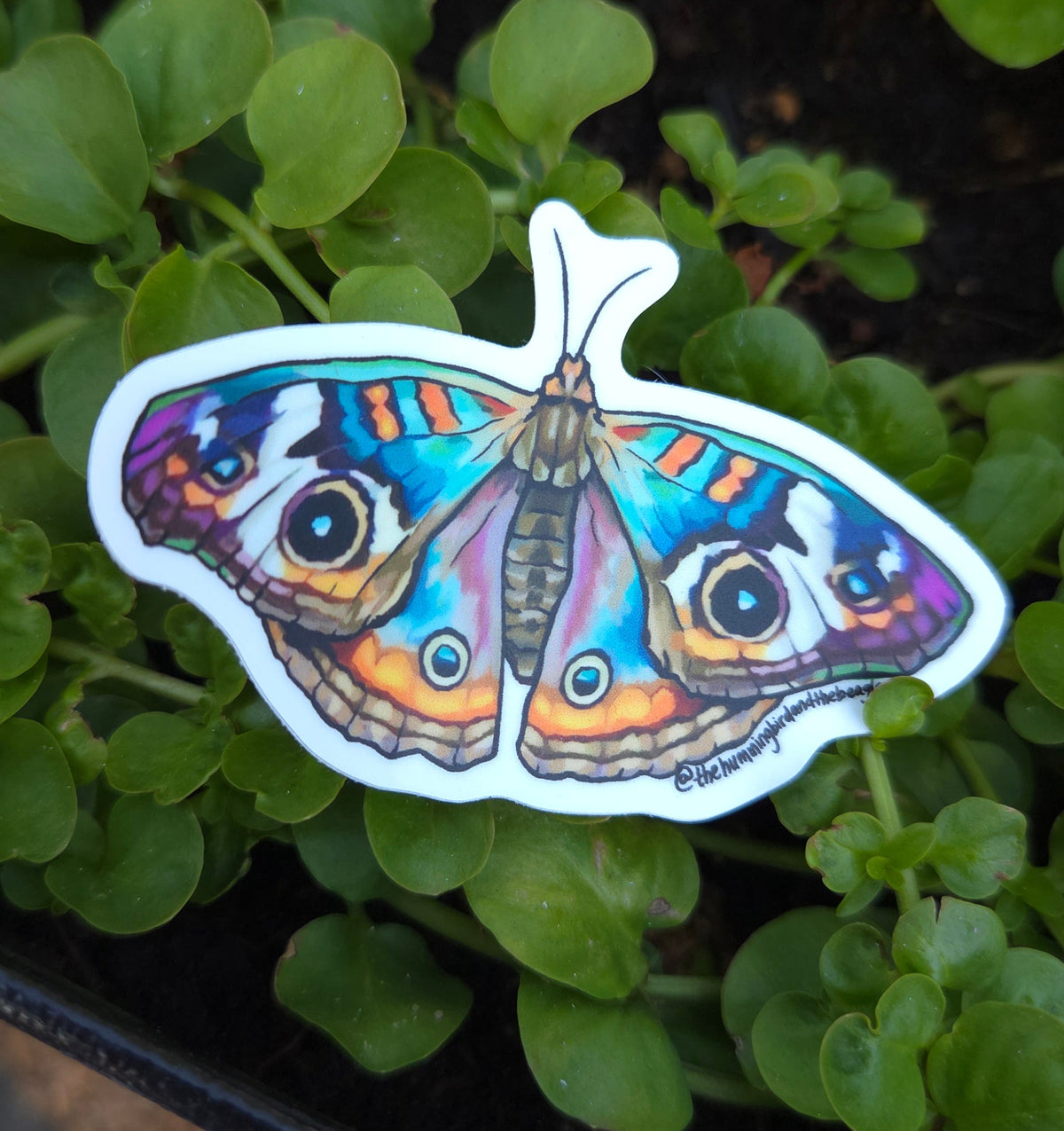 Rainbow Butterfly Sticker
