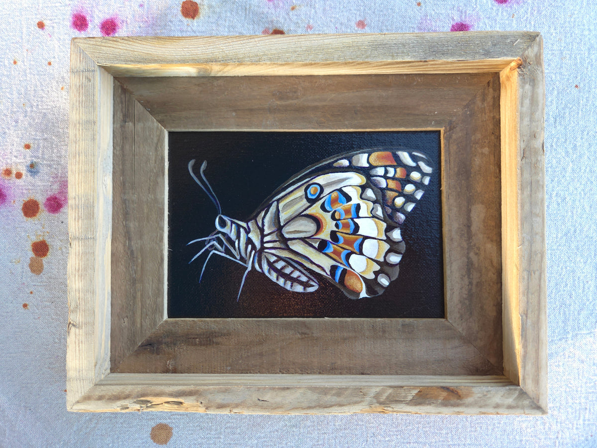 5x7 Framed Butterfly III