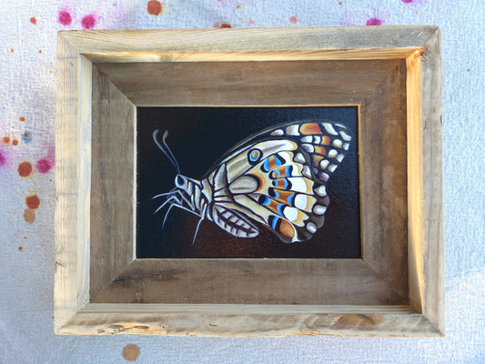 5x7 Framed Butterfly III
